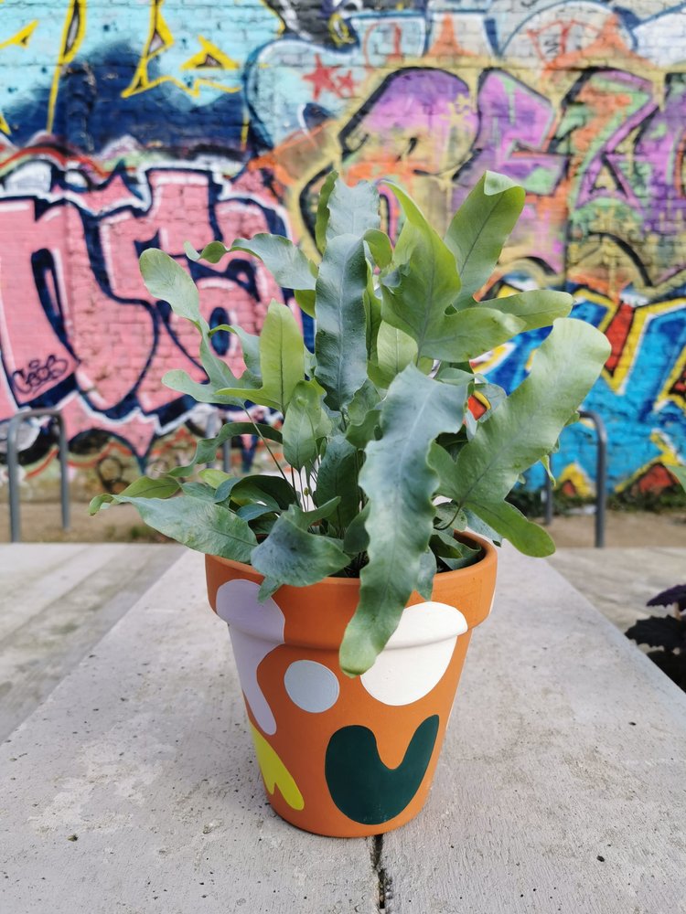 The Colourful Shapes