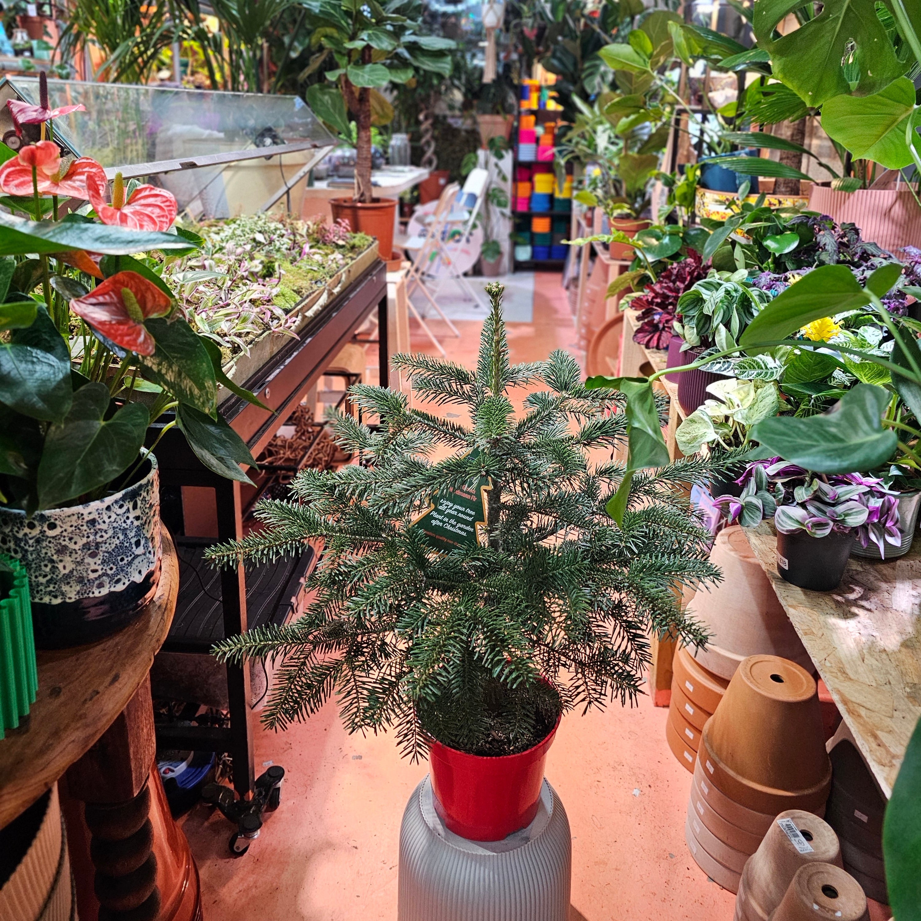 Nordmann Fir Premium Pot Grown Christmas Tree 80 - 85 cm