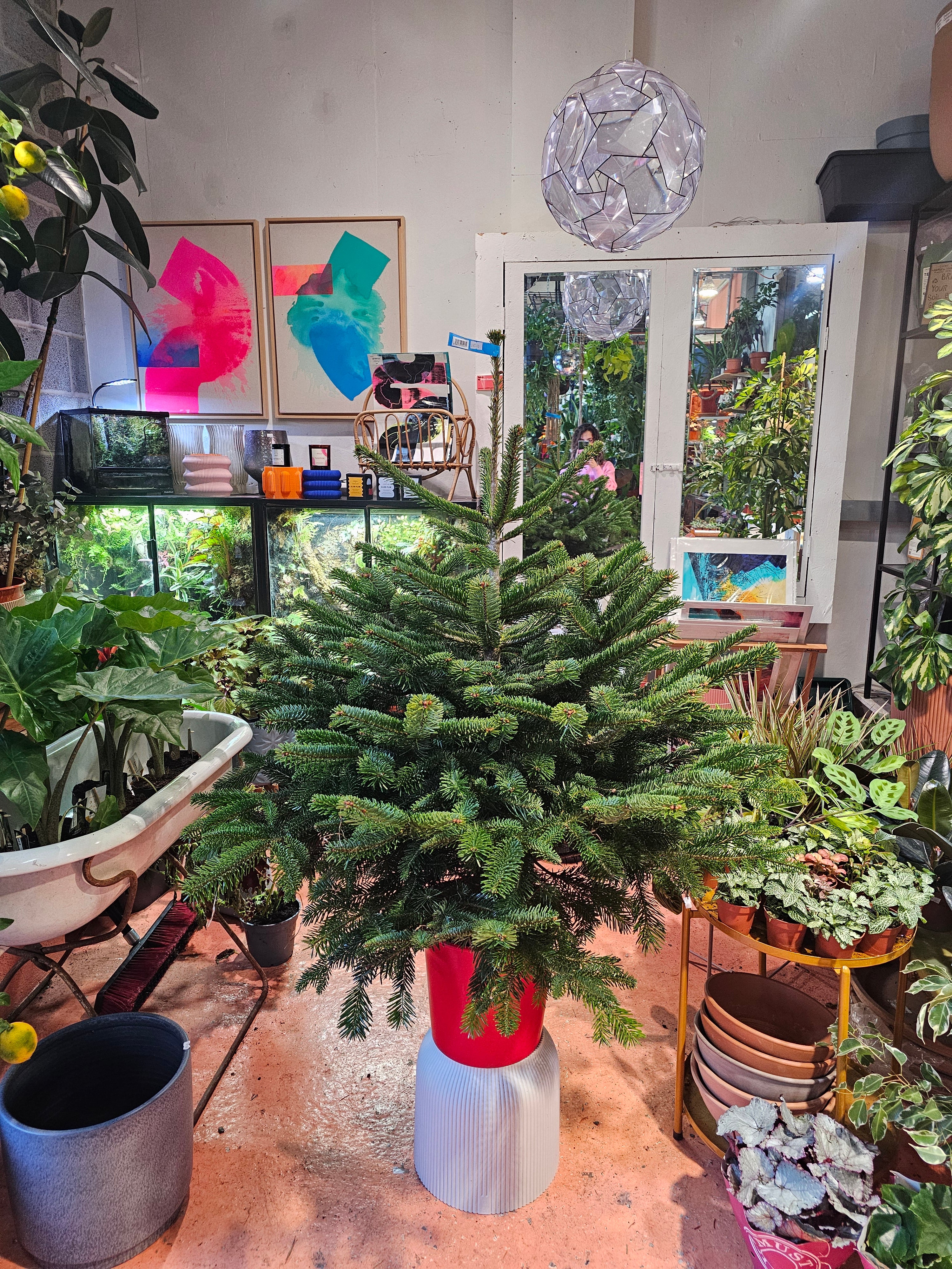 Indoor setting with a large Christmas tree, colorful abstract art on the wall, and various plants.