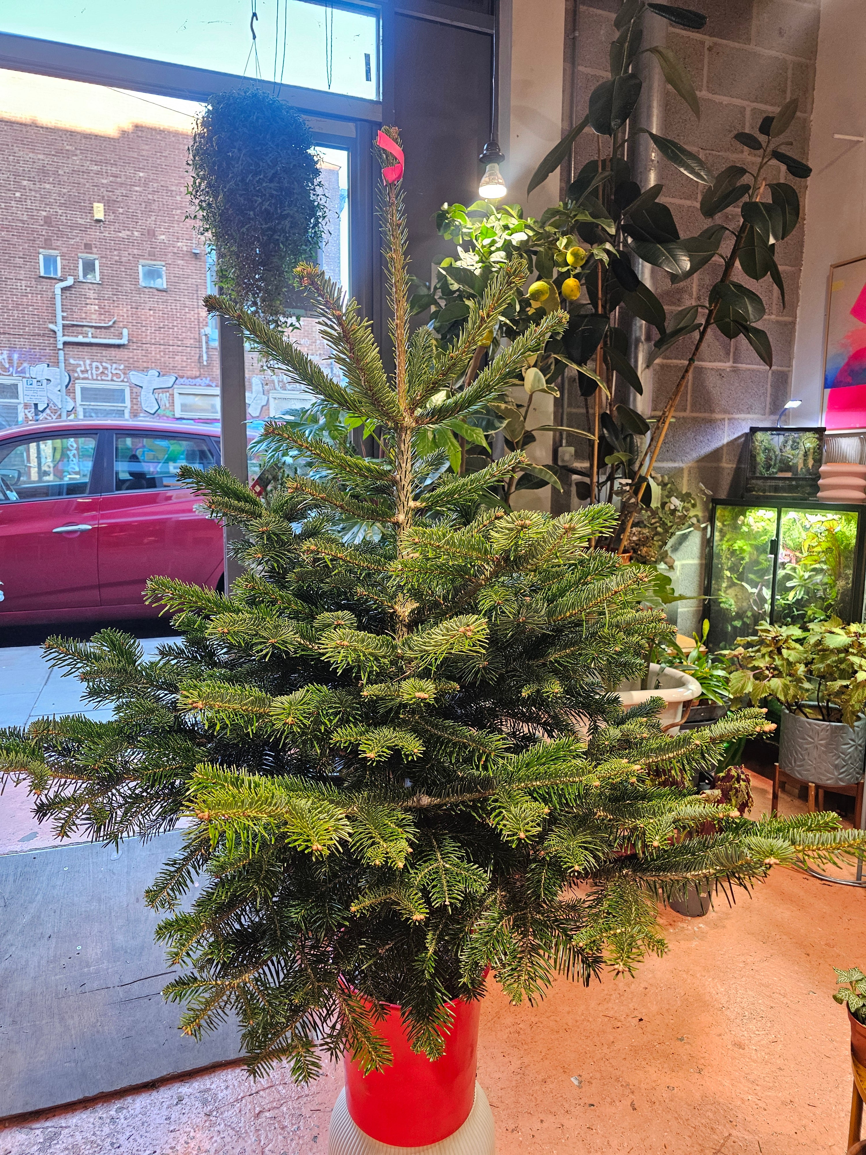 140cm / 4.5ft Nordmann Fir Premium Pot Grown Christmas Tree