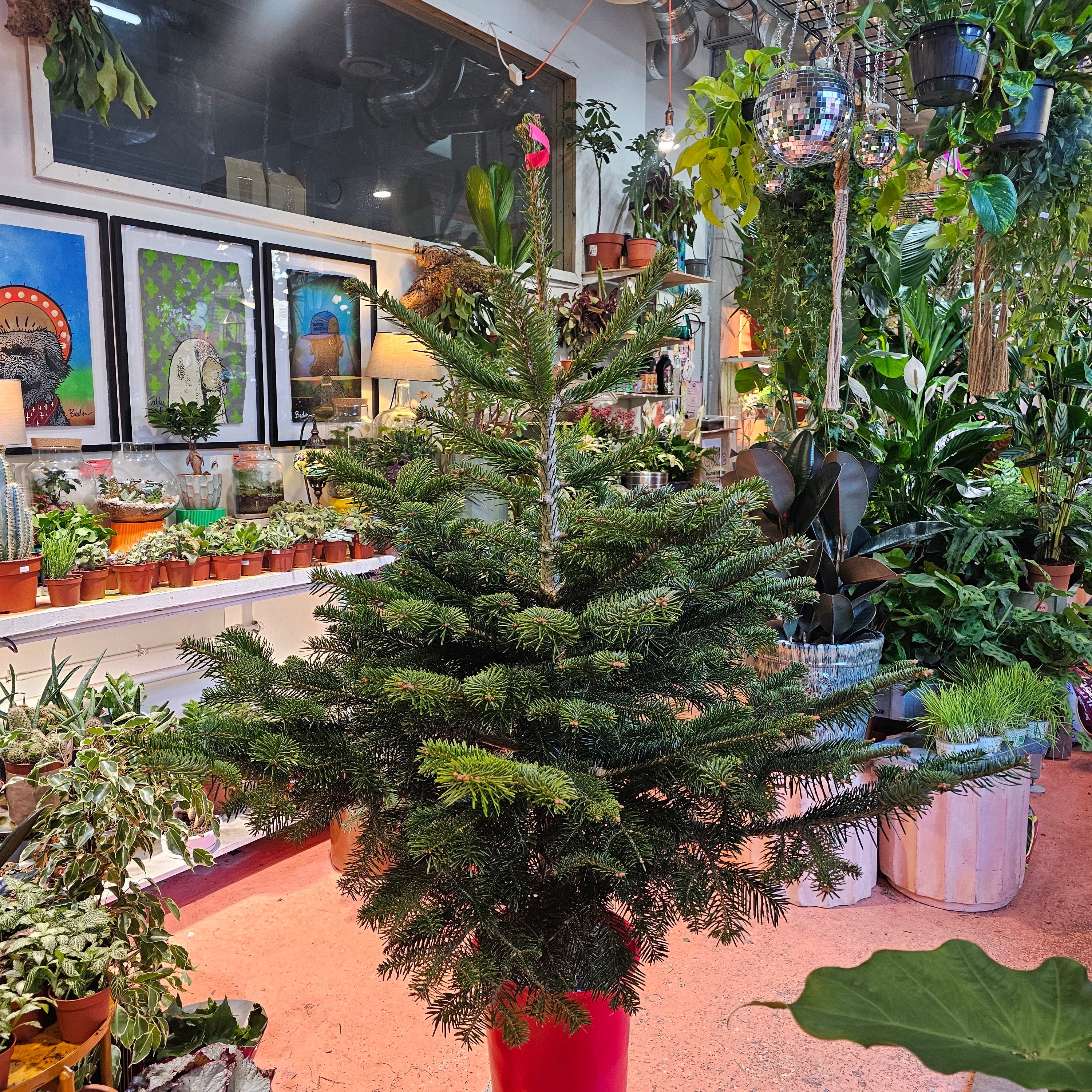 140cm / 4.5ft Nordmann Fir Premium Pot Grown Christmas Tree
