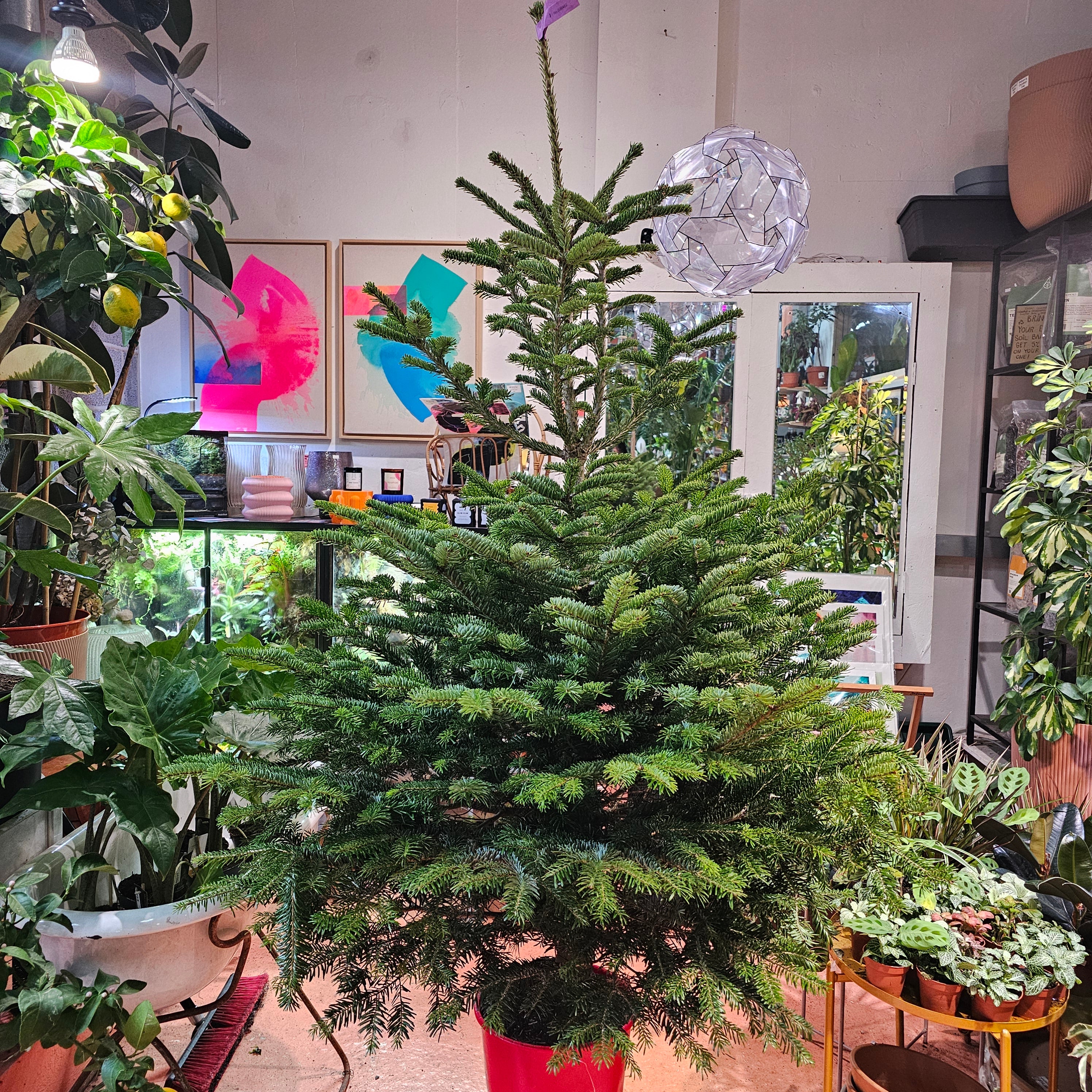 180-190cm / 6ft Nordmann Fir Premium Pot Grown Christmas Tree