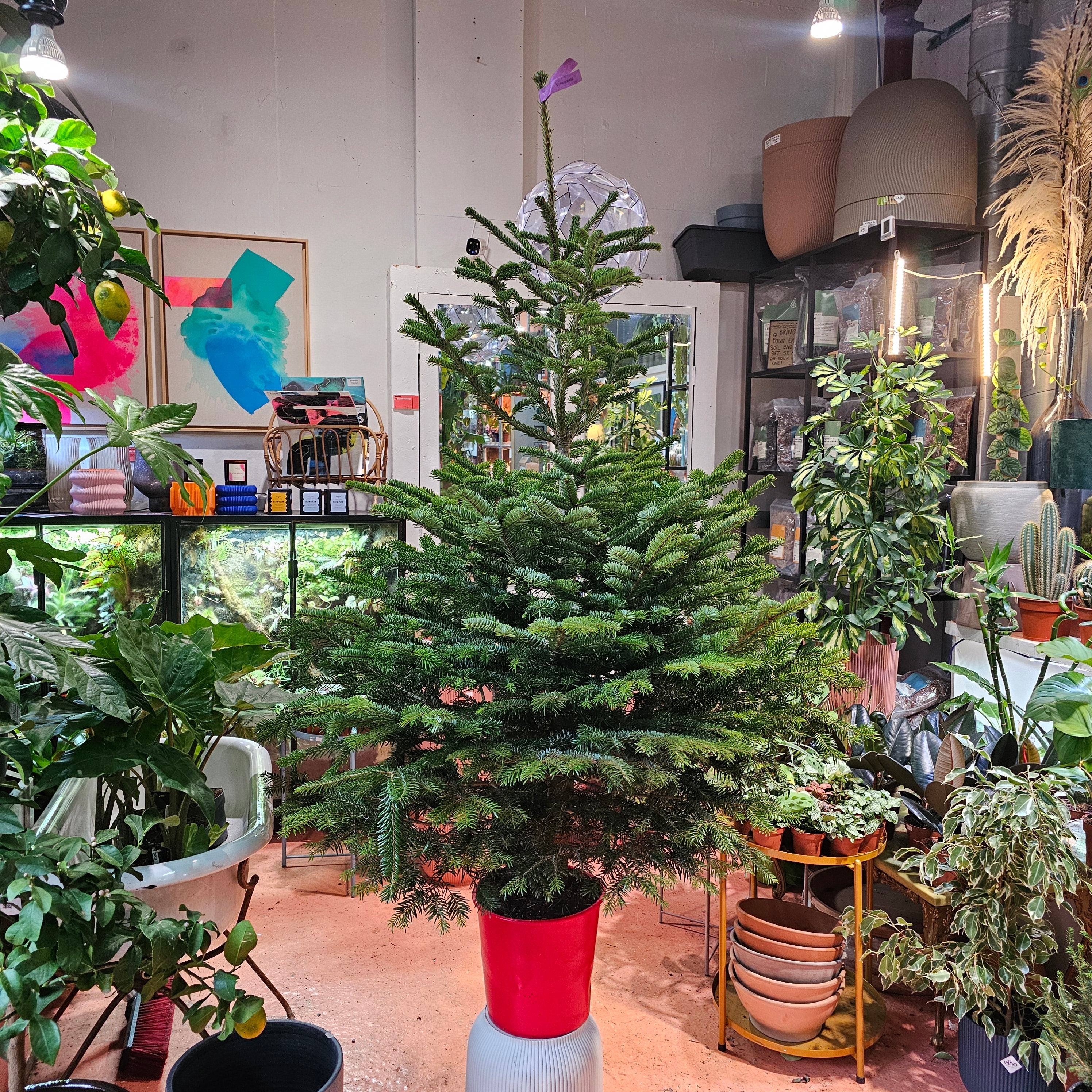 180-190cm / 6ft Nordmann Fir Premium Pot Grown Christmas Tree