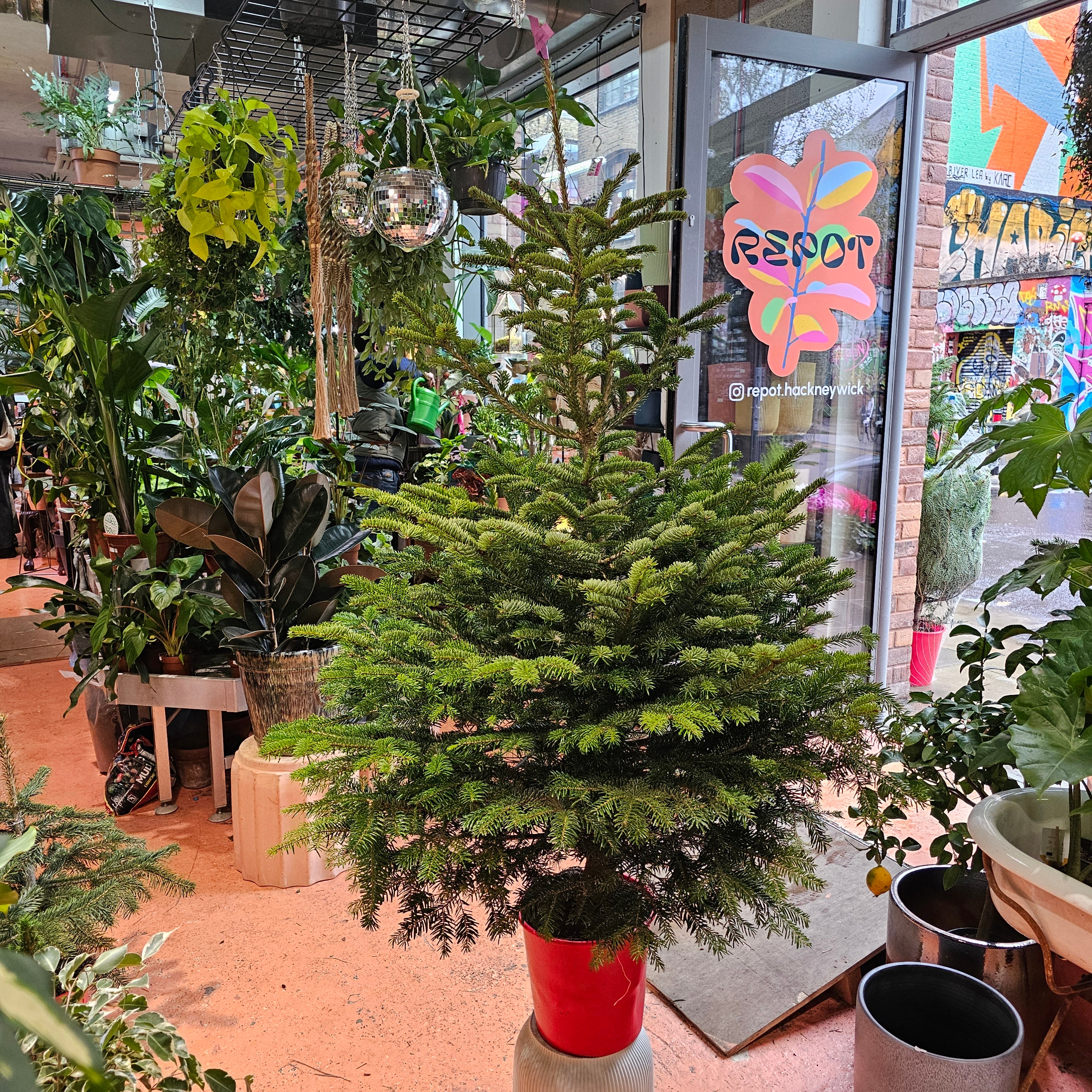 180-190cm / 6ft Nordmann Fir Premium Pot Grown Christmas Tree