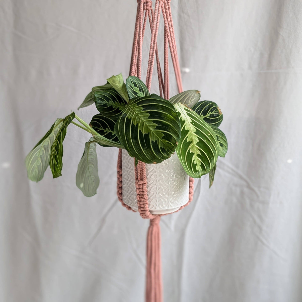 Large Macrame Plant Hanger | Eco Friendly | Recycled Cotton